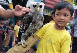 Burung Hantu B Inggris